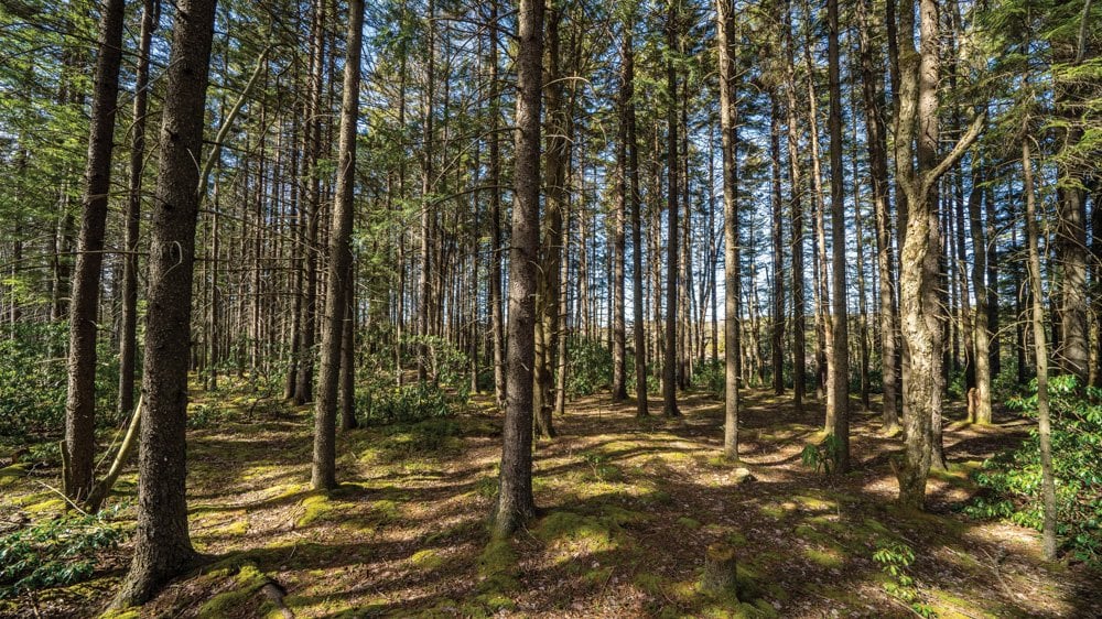 The First Forest