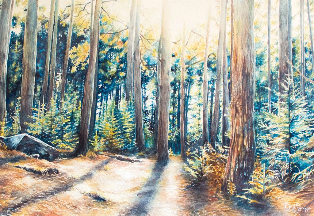 WV Art - Dolly Sods Forest Shadow