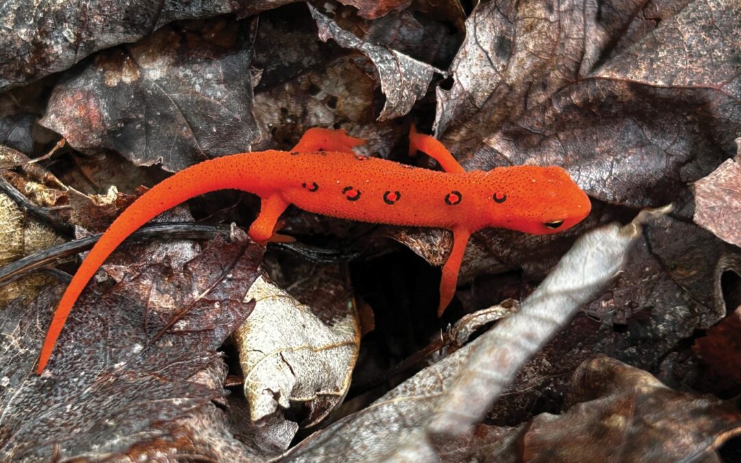 Get Your Newts in a Row