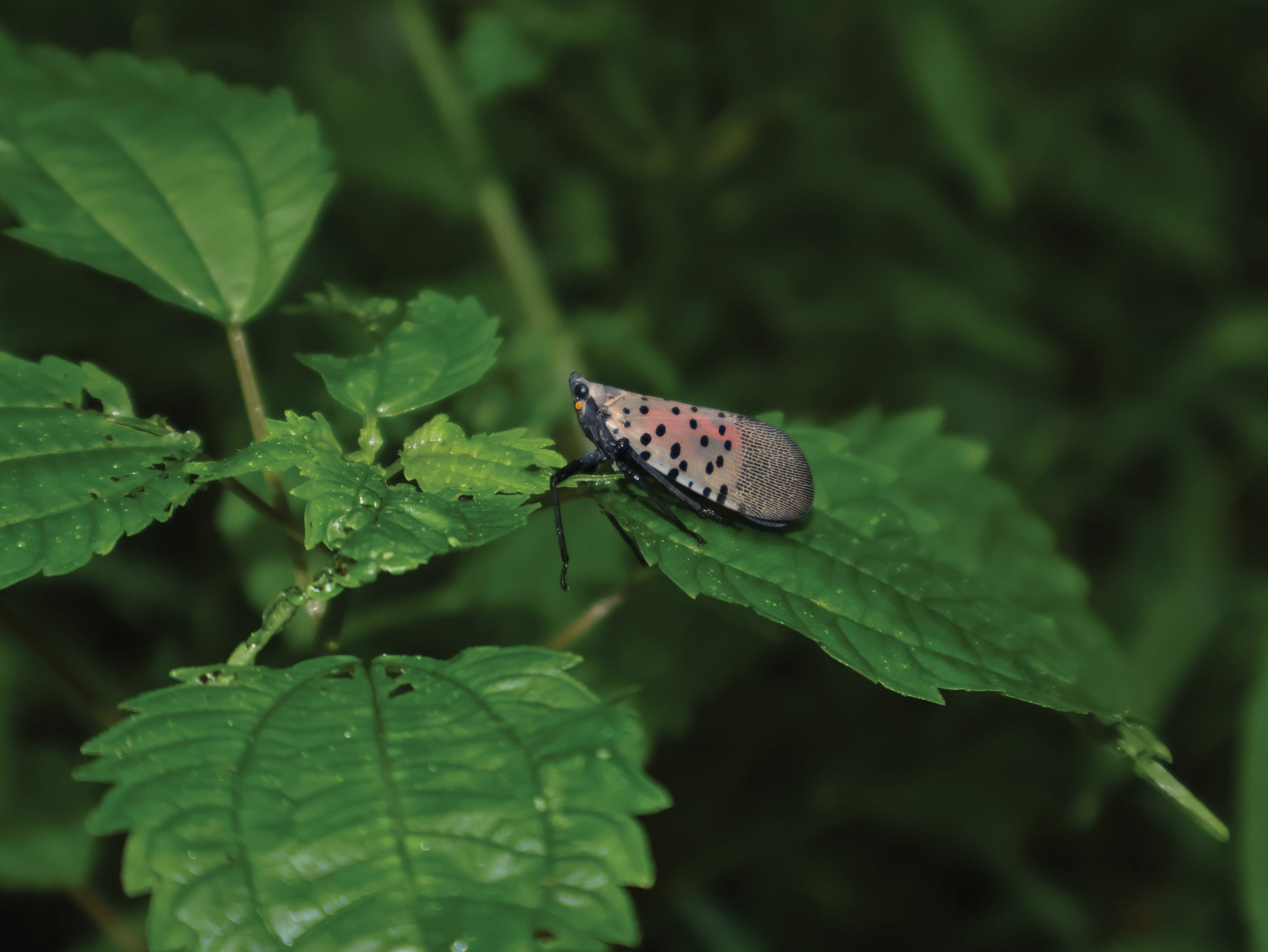 Six-legged Ecological Outlaws