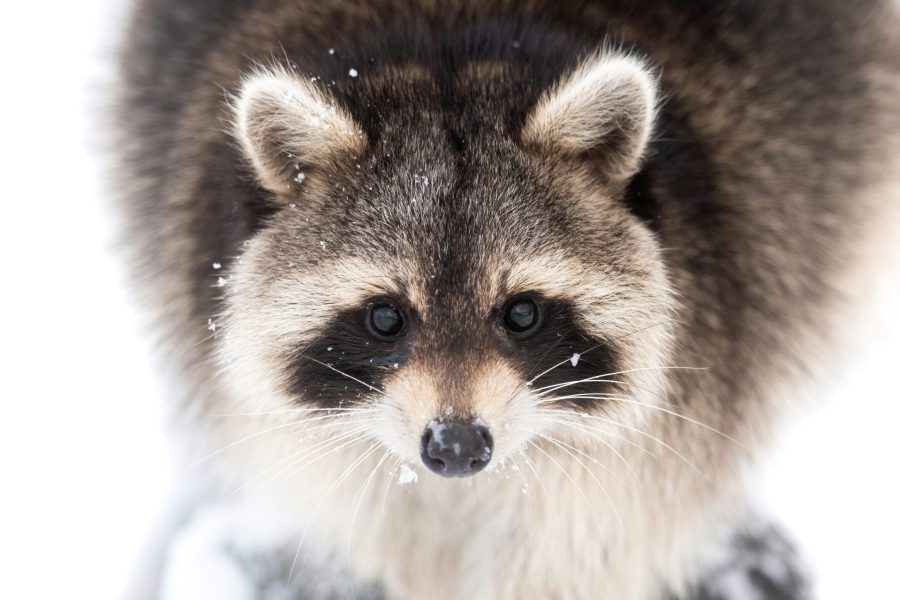Raccoon-scaled-e1769790838768