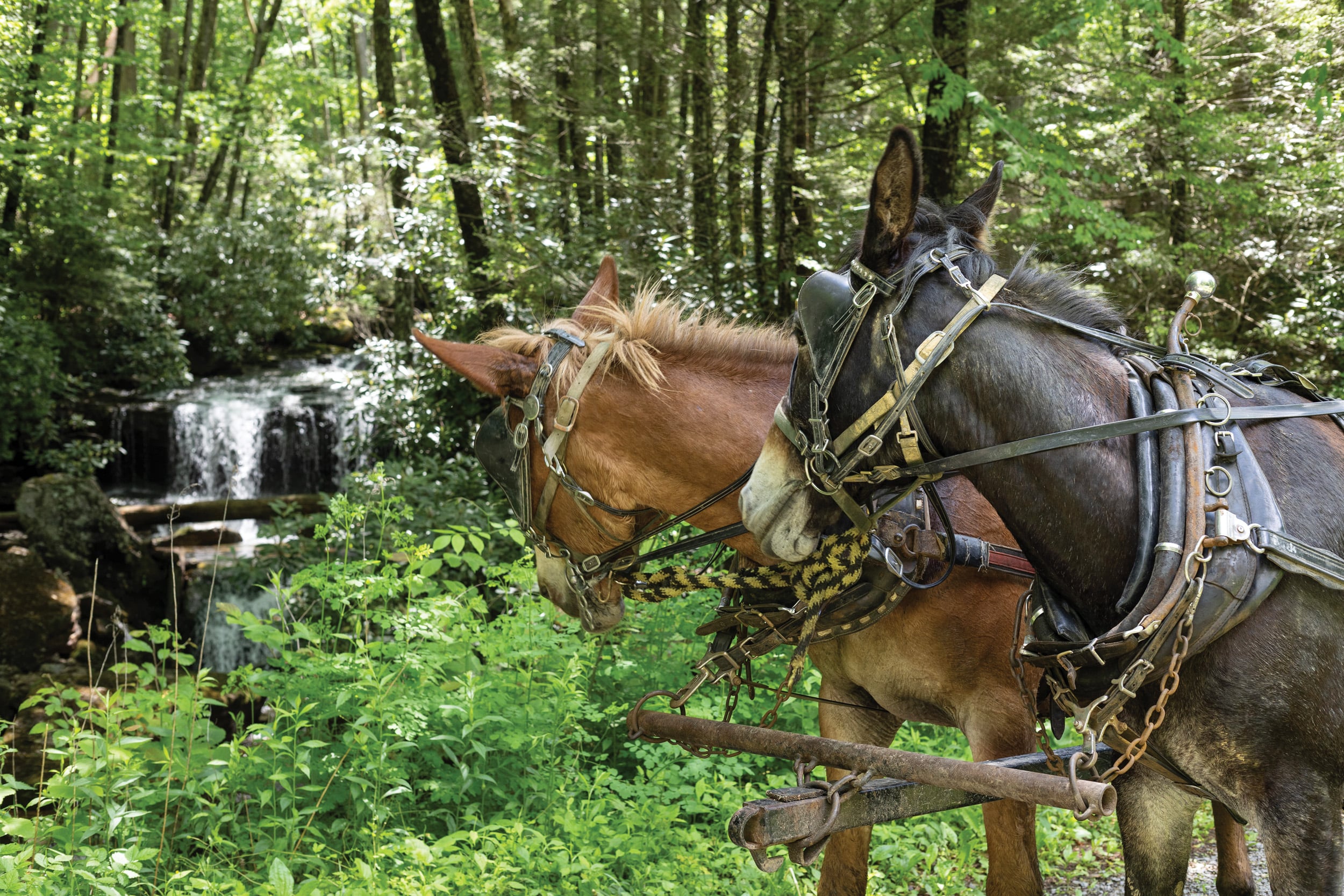 Muletide Greetings
